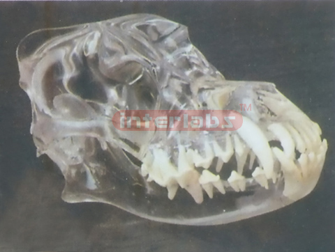 TRANSPARENT CANINE SKULL MODEL